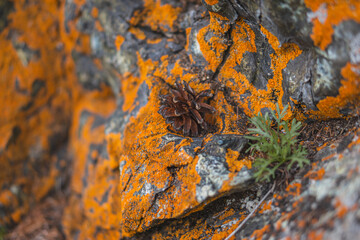 stone wall texture