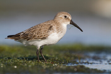 Bonte Strandloper, Dunlin, Calidris alpina