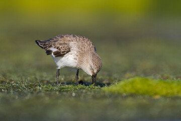 Bonte Strandloper, Dunlin, Calidris alpina