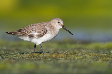 Bonte Strandloper, Dunlin, Calidris alpina