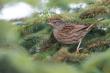 Heggemus, Dunnock, Prunella modularis