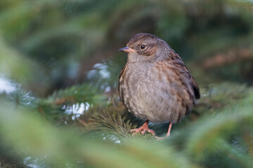 Heggemus, Dunnock, Prunella modularis