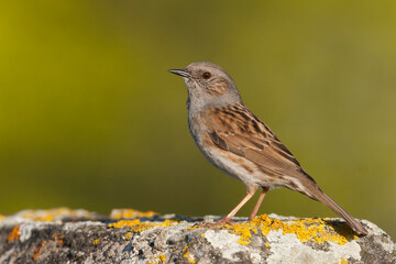 Heggenmus, Dunnock, Prunella modularis modularis