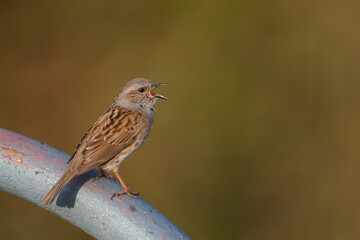 Heggenmus, Dunnock, Prunella modularis modularis