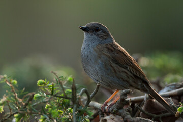 Obraz premium Heggenmus, Dunnock, Prunella modularis modularis