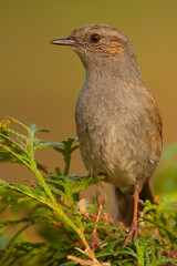 Heggenmus, Dunnock, Prunella modularis modularis