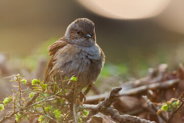Heggenmus, Dunnock, Prunella modularis modularis