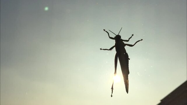 A cricket on the window