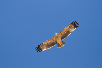 Eastern Imperial Eagle; Aquila heliaca