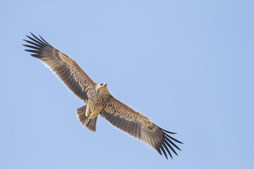 Eastern Imperial Eagle; Aquila heliaca