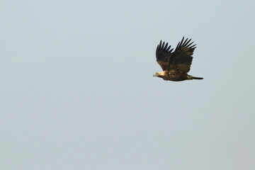 Eastern Imperial Eagle; Aquila heliaca