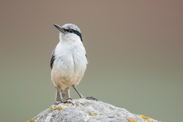 Fototapeta premium Grote Rotsklever, Eastern Rock Nuthatch, Sitta tephronota tephronota