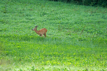 Roe deer in Low Beskids, Poland