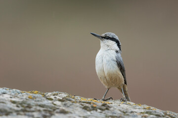 Grote Rotsklever, Eastern Rock Nuthatch, Sitta tephronota tephronota