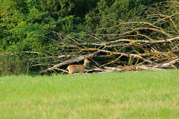 Roe deer in Low Beskids, Poland
