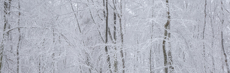 snow covered trees in winter - landscape of winter forest