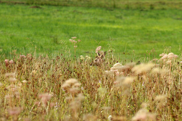 Roe deer in Low Beskids, Poland
