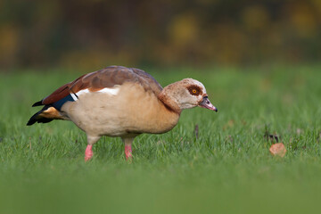 Nijlgans, Egyptian Goose, Alopochen aegyptiaca