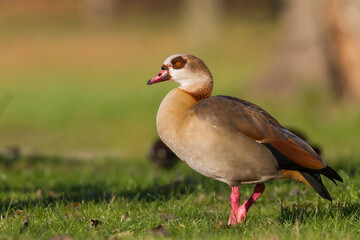 Nijlgans, Egyptian Goose, Alopochen aegyptiaca