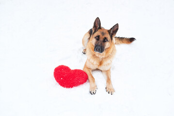 Postcard with dog for Valentines Day. German Shepherd of black and red color lies on freshly fallen white soft snow next to red toy heart. Beautiful banner and plenty of space for your text or design.