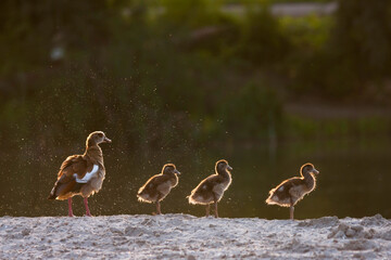 Nijlgans, Egyptian Goose, Alopochen aegyptiaca