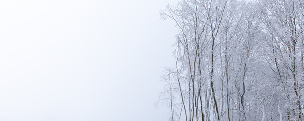 snow covered trees in winter - landscape of winter forest