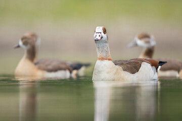 Nijlgans, Egyptian Goose, Alopochen aegyptiaca