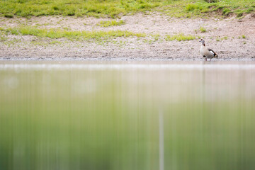 Nijlgans, Egyptian Goose, Alopochen aegyptiaca