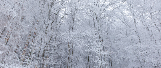 snow covered trees in winter - landscape of winter forest