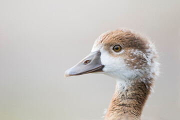 Nijlgans, Egyptian Goose, Alopochen aegyptiaca