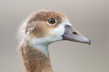 Nijlgans, Egyptian Goose, Alopochen aegyptiaca