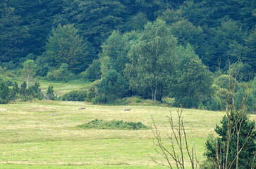 Fototapeta na wymiar Two wolves in Jasiel, Low Beskids, Poland