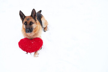 Postcard with dog for Valentines Day. German Shepherd of black and red color lies on freshly fallen white soft snow next to red toy heart. Beautiful banner and plenty of space for your text or design.