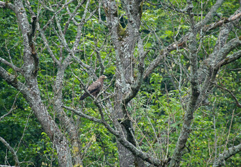 Lesser spotted eagle in Low Beskids, Poland