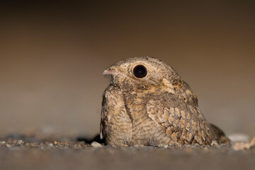 Egyptische Nachtzwaluw; Egyptian Nightjar; Caprimulgus aegyptius