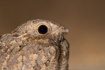 Egyptische Nachtzwaluw; Egyptian Nightjar; Caprimulgus aegyptius