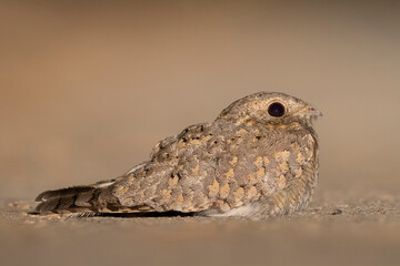 Egyptische Nachtzwaluw; Egyptian Nightjar; Caprimulgus aegyptius