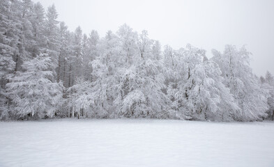 snow covered trees in winter - landscape of winter forest