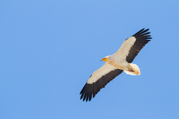 Egyptian Vulture; Neophron percnopterus