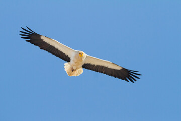 Egyptian Vulture; Neophron percnopterus