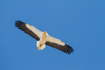 Egyptian Vulture; Neophron percnopterus