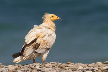 Egyptian Vulture; Neophron percnopterus