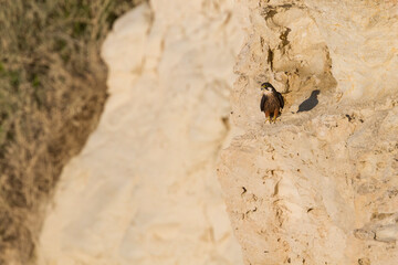 Eleonora's Falcon, Eleonora's Valk, Falco eleonorae