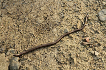 Slow-worm in Low Beskids, Poland