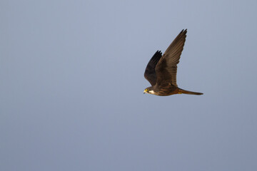 Eleonora's Falcon, Eleonora's Valk, Falco eleonorae