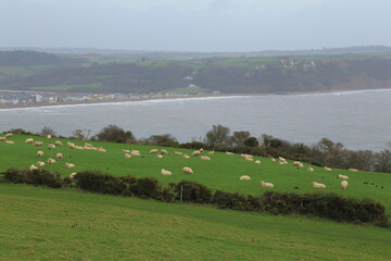 Herd of sheep graze on the farmland near town of  Seaton in Devon, UK