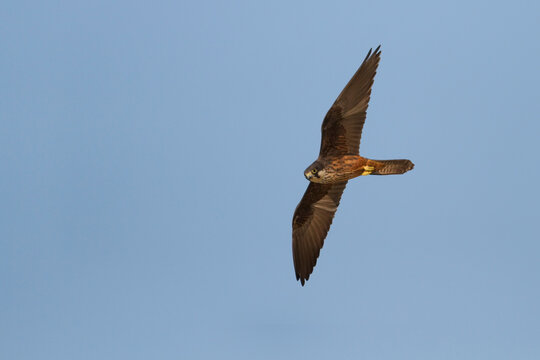 Eleonora's Falcon, Eleonora's Valk, Falco eleonorae