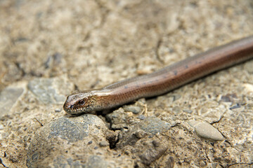 Slow-worm in Low Beskids, Poland