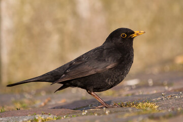 Merel, Eurasian Blackbird, Turdus merula