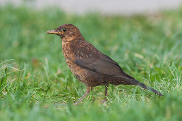 Merel, Eurasian Blackbird, Turdus merula